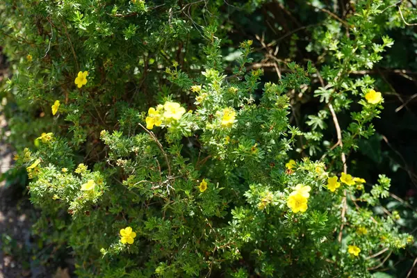 정원에서 노란색 Potentilla Fruticosa Potentilla는 Rosaceae 가족에게서 식물입니다 베를린 — 스톡 사진