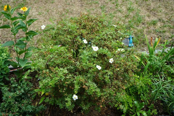 Potentilla Fruticosa Branca Abbotswood Floresce Jardim Julho Potentilla Uma Planta — Fotografia de Stock
