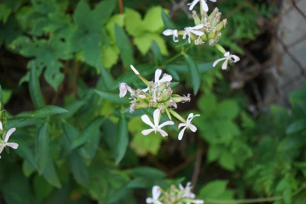 Σαπωνάρια Officinalis Ανθίζει Τον Ιούλιο Σαπωνάρια Officinalis Κοινή Soapwort Γερός — Φωτογραφία Αρχείου