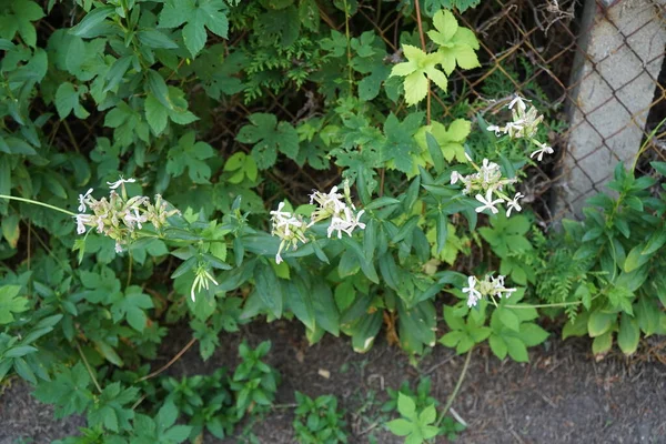 Saponaria Officinalis Blooms July Saponaria Officinalis Common Soapwort Bouncing Bet — Stock Photo, Image