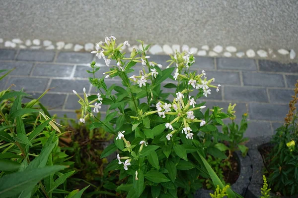 Saponaria officinalis temmuzda çiçek açar. Saponaria officinalis, Caryophyllaceae familyasından uzun ömürlü bir bitki türü. Berlin, Almanya