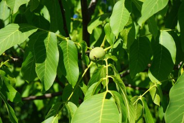Juglan rejiminin meyveleri Temmuz ayında dallarda olgunlaşır. Juglans regia, Persçe, İngilizce, Karpatça, Madeiraca veya yaygın olarak kullanılan bir ceviz ağacı türüdür. Berlin, Almanya 