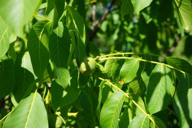 Juglan rejiminin meyveleri Temmuz ayında dallarda olgunlaşır. Juglans regia, Persçe, İngilizce, Karpatça, Madeiraca veya yaygın olarak kullanılan bir ceviz ağacı türüdür. Berlin, Almanya 