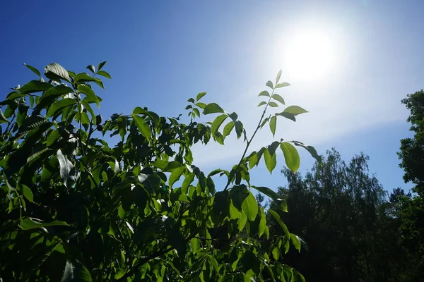 杨树的果实在枝条上成熟 胡瓜属 Juglans Regia 是一种老世界核桃树 是一种长生不老 番石榴 Carpathian 马德拉 Madeira — 图库照片