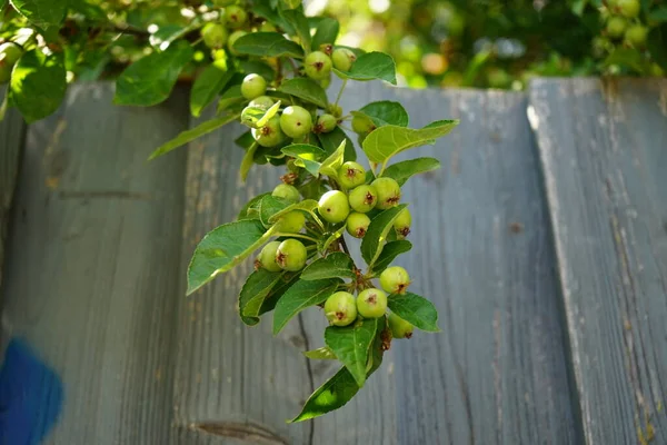 Větve Jabloně Nezralými Jablky Červenci Jablko Jedlé Ovoce Produkované Jabloní — Stock fotografie