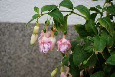 Temmuz 'da bir saksıda 10 cm' ye kadar çiçek açan dev fuşyalar. Fuchsia, Kıbrıs Rum Kesimi 'nin Onagraceae familyasından bir bitki cinsidir. Berlin, Almanya