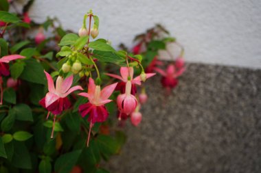 Kış dayanıklı fuşyalar, temmuzda bahçede bir saksıda çiçek açar. Fuxia, lat. Fuchsia, Kıbrıs Rum Kesimi 'nin Onagraceae familyasından bir bitki cinsidir. Berlin, Almanya 