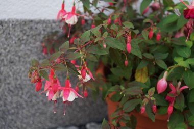 Kış dayanıklı fuşyalar, temmuzda bahçede bir saksıda çiçek açar. Fuxia, lat. Fuchsia, Kıbrıs Rum Kesimi 'nin Onagraceae familyasından bir bitki cinsidir. Berlin, Almanya 