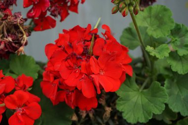 Ayakta duran sardunyalar, Pelargonium hororum, Temmuz ayında bir çiçek kutusunda kırmızı çiçeklerle açarlar. Pelargonium hororum, sardunya, bahçe sardunyası, Pelargonium 'un bir hiçliği. Berlin, Almanya 