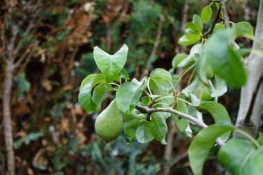 Sütun armudunun meyveleri, Pyrus komünü 'Doyenne de Comouse', temmuzda olgunlaşır. Pyrus komünü, Rosaceae familyasından bir armut türüdür. Berlin, Almanya