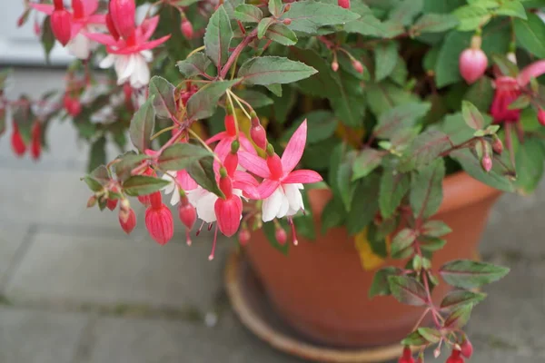 stock image Winter-hardy fuchsias bloom in a flower pot in July in the garden. Fuxia, lat. Fuchsia, is a genus of perennial plants of the Cyprus family, Onagraceae. Berlin, Germany 