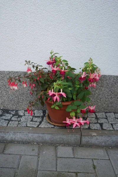 Winterharte Fuchsien Blühen Juli Einem Blumentopf Garten Fuxia Lat Fuchsie — Stockfoto