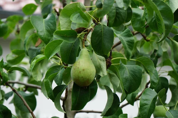 梨子柱状果实 Pyrus Communis Doyenne Comice 7月成熟 红豆杉是蔷薇科的一种梨 是一种常见的梨类植物 德国柏林 — 图库照片