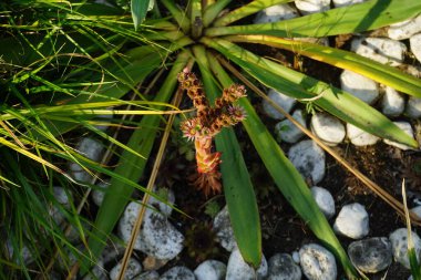 Sempervivum tectorum, Crassulaceae familyasından bir bitki cinsidir. Onlar uzun ömürlü sulu yapraklar ve rosetlerle kaplanmış hasırlar oluşturuyorlar. Almanya 