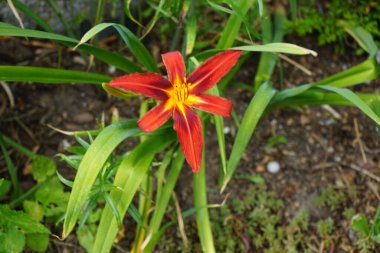 Hemerocallis x cultorum 'Kızıl Korsan' Temmuz 'da çiçek açıyor. Zambak, Hemerocallis familyasından Asphodelaceae familyasına ait bir çiçek bitkisidir. Berlin, Almanya
