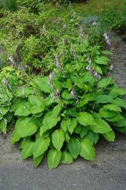 Hosta blooms purple in July. Hosta, syn. Funkia, is a genus of plants commonly known as hostas, plantain lilies. Berlin, Germany