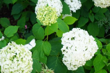 Hydrangea arborescens blooms in July. Hydrangea arborescens, smooth hydrangea, wild hydrangea, sevenbark, or in some cases, sheep flower, is a species of flowering plant in the family Hydrangeaceae. Berlin, Germany 
