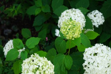 Hydrangea arborescens blooms in July. Hydrangea arborescens, smooth hydrangea, wild hydrangea, sevenbark, or in some cases, sheep flower, is a species of flowering plant in the family Hydrangeaceae. Berlin, Germany 