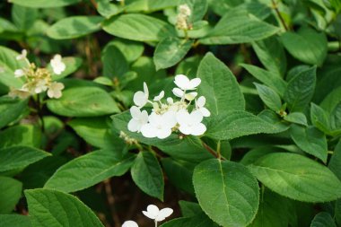 Hydrangea panikleyerek 'Pinky-Winky' çiçeklerini Temmuz ayında bahçede açar. Ortanca paniklemesi (