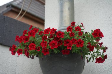 Calibrachoa 'Uno Double Red' blooms in a hanging flowerpot in July. Calibrachoa is a genus of plants in the Solanaceae family. Berlin, Germany 