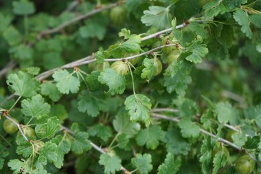 Bektaşi üzümü, Ribes uva-crispa 'Mucurines', Temmuz ayında bahçede yeşil meyveler yetişiyor. Bektaşi üzümü birçok Ribe türü için yaygın bir isimdir. Berlin, Almanya 