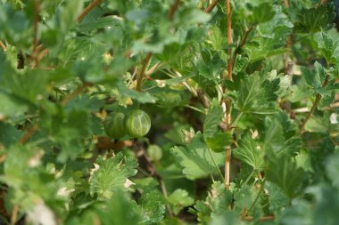 Bektaşi üzümü, Ribes uva-crispa 'Mucurines', Temmuz ayında bahçede yeşil meyveler yetişiyor. Bektaşi üzümü birçok Ribe türü için yaygın bir isimdir. Berlin, Almanya 