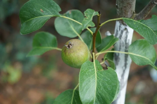 柱状梨子的果实 Pyrus Communis Condo 7月成熟 红豆杉是蔷薇科的一种梨 是一种常见的梨类植物 德国柏林 — 图库照片