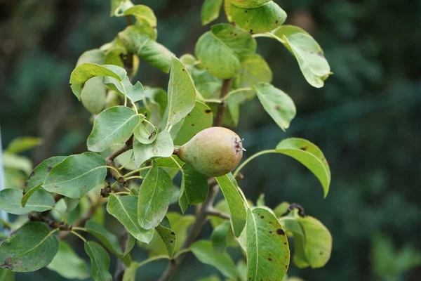 柱状梨子的果实 Pyrus Communis Obelisk 7月成熟 红豆杉是蔷薇科的一种梨 是一种常见的梨类植物 德国柏林 — 图库照片