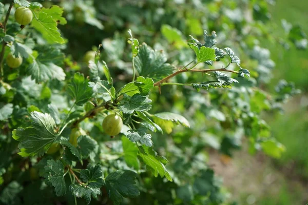 Uva Spina Ribes Uva Crispa Mucurine Con Frutti Verdi Cresce — Foto Stock
