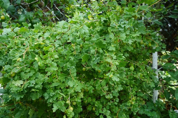 Крыжовник Ribes Uva Crispa Mucurines Зелеными Фруктами Растет Саду Июле — стоковое фото