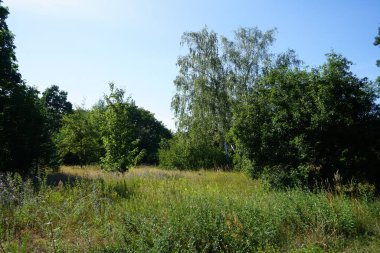 Güneşli bir temmuz gününde çayır çiçekleriyle dolu güzel bir manzara. Berlin, Almanya