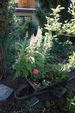 Digitalis purpurea, Pelargonium hororum, Calluna vulgaris, Tagetes patula ve diğer çiçekler Temmuz ayında dekoratif bir el arabasıyla çiçek açarlar. Berlin, Almanya
