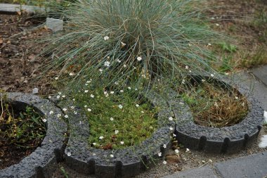 Petrorhagia saksafragası Temmuz ayında çiçek açar. Petrorhagia saksafraga, Caryophyllaceae familyasından küçük bir bitki türü. Berlin, Almanya 