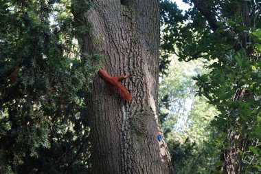 Volkspark Humboldthain 'de bir kırmızı sincap ağaç gövdesine doğru koşuyor. Sincap, Lat. Sciurus, sincap familyasından bir kemirgen türü. Berlin, Almanya