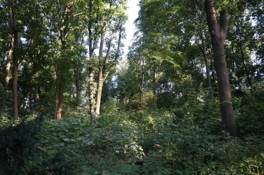 Volkspark Humboldthain halk parkında güzel bir Temmuz bitkisi yetişiyor. Berlin, Almanya 