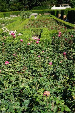 Gül 'Acapella' Temmuz ayında parkta pembe-beyaz çiçeklerle çiçek açar. Rose, Rosaceae familyasından, Rosa cinsine ait uzun ömürlü bir çiçek bitkisidir. Berlin, Almanya 