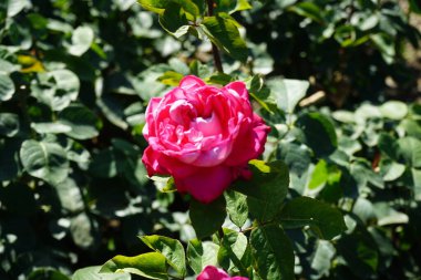 Gül 'Acapella' Temmuz ayında parkta pembe-beyaz çiçeklerle çiçek açar. Rose, Rosaceae familyasından, Rosa cinsine ait uzun ömürlü bir çiçek bitkisidir. Berlin, Almanya 