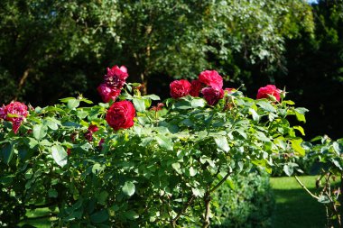 Ağaç gülü 'Alec' in Kırmızısı ', Rosa' nın Alecs Red 'i, Temmuz ayında parkta kırmızı çiçeklerle açar. Rose, Rosaceae familyasından, Rosa cinsine ait uzun ömürlü bir çiçek bitkisidir. Berlin, Almanya