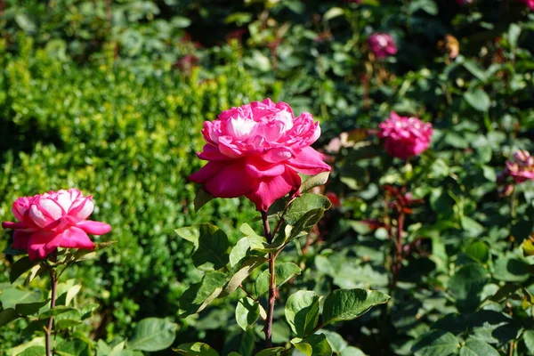 Rose Acapella Bloeit Juli Het Park Met Roze Witte Bloemen — Stockfoto
