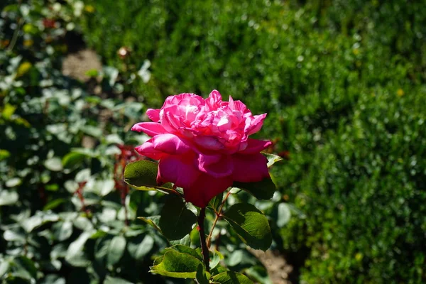 Rosier Acapella Fleurit Avec Des Fleurs Rose Blanc Juillet Dans — Photo