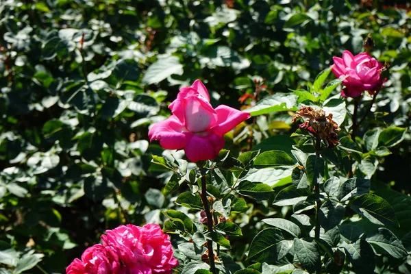 Gül 'Acapella' Temmuz ayında parkta pembe-beyaz çiçeklerle çiçek açar. Rose, Rosaceae familyasından, Rosa cinsine ait uzun ömürlü bir çiçek bitkisidir. Berlin, Almanya 