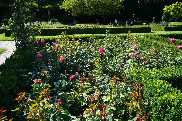 Róża Acapella Kwitnie Lipcu Parku Różowo Białymi Kwiatami Rose Jest — Zdjęcie stockowe