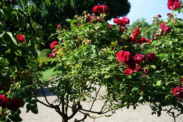 Tree rose 'Alec's Red', Rosa 'Alecs Red', blooms with red flowers in July in the park. Rose is a woody perennial flowering plant of the genus Rosa, in the family Rosaceae. Berlin, Germany