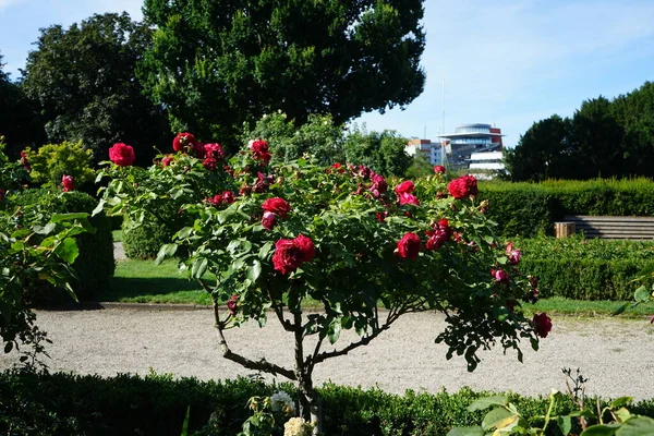 Tree rose 'Alec's Red', Rosa 'Alecs Red', blooms with red flowers in July in the park. Rose is a woody perennial flowering plant of the genus Rosa, in the family Rosaceae. Berlin, Germany