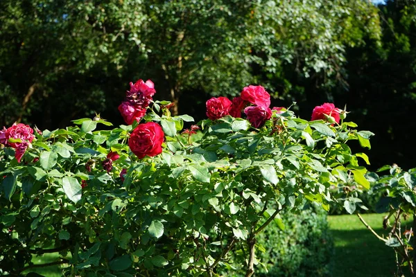 Tree rose \'Alec\'s Red\', Rosa \'Alecs Red\', blooms with red flowers in July in the park. Rose is a woody perennial flowering plant of the genus Rosa, in the family Rosaceae. Berlin, Germany