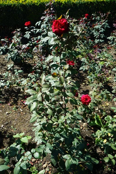 Rose Barkarole Blommar Med Röda Blommor Juli Parken Rose Vedartad — Stockfoto