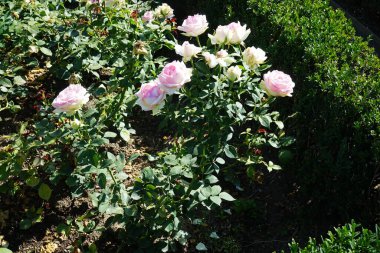 Rose 'Biedermeier' Temmuz 'da parkta beyaz pembe çiçeklerle çiçek açar. Rose, Rosaceae familyasından, Rosa cinsine ait uzun ömürlü bir çiçek bitkisidir. Berlin, Almanya  