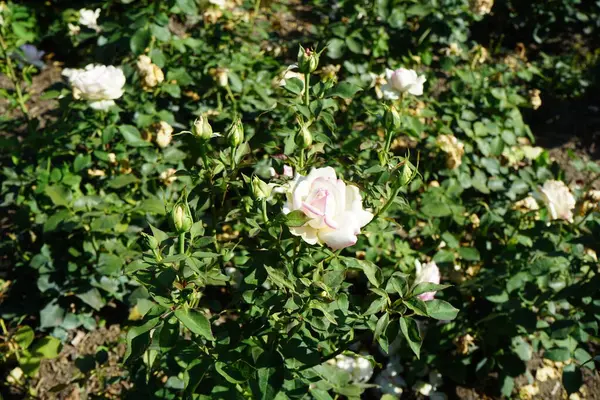 Rosier Biedermeier Fleurit Juillet Avec Des Fleurs Rose Blanc Dans — Photo