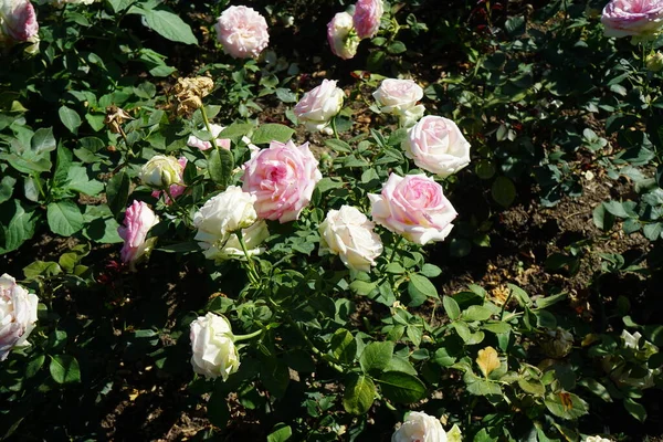 Rose Biedermeier Blommar Med Vitrosa Blommor Juli Parken Rose Vedartad — Stockfoto