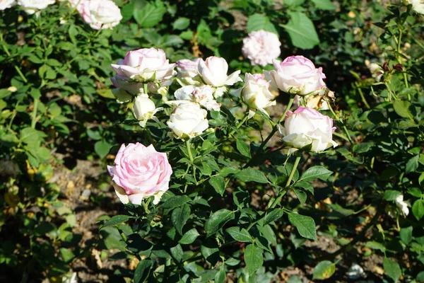 Rosier Biedermeier Fleurit Juillet Avec Des Fleurs Rose Blanc Dans — Photo